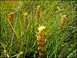 Plante carnivore landes du Cragou prs du gite en bretagne