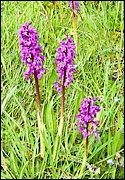 Fleurs sauvages prs du gite en bretagne