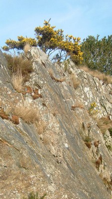 Faune et flore environnante  la location de vacances en bretagne