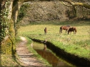 Pendant votre sjour au gite faire de belles balades  et randonnes et longer le canal  par le sentier qui  mne  l'ancienne mine argentifre  Locmaria Berrien