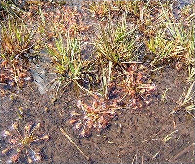 plantes carnivores dans les monts d'aree