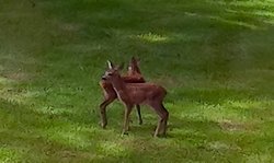 Faune dans les Monts d'Arre