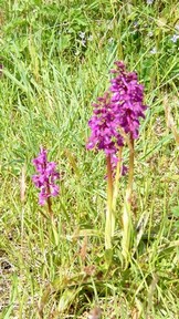 Flore proche du gite en bretagne, dans les monts
d'arr�e