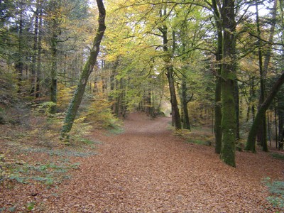 gite proche foret legendaire en bretagne