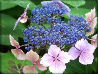 Hortensia, fleur symbole de la Bretagne