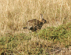 faune campagne bretonne