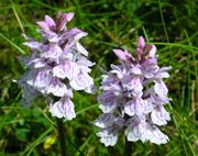 flore, espces protgs parc naturel rgional d'armorique